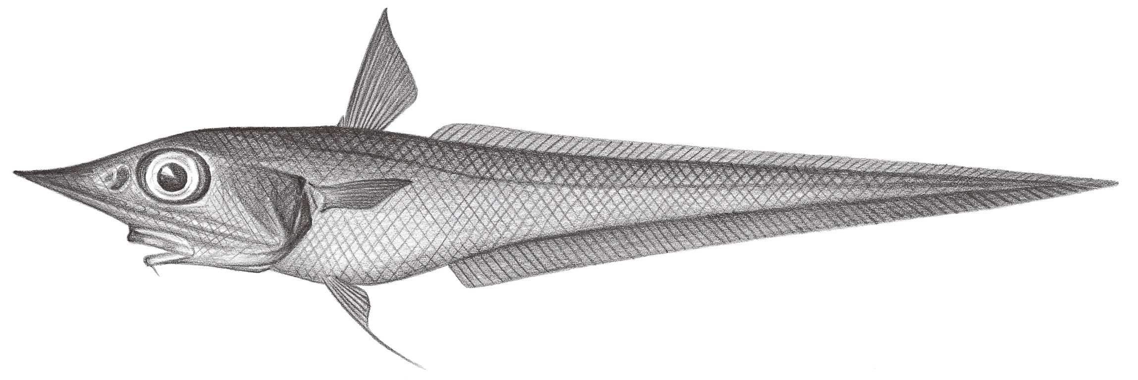 566.	平棘腔吻鱈 Caelorinchus parallelus (Günther, 1877)