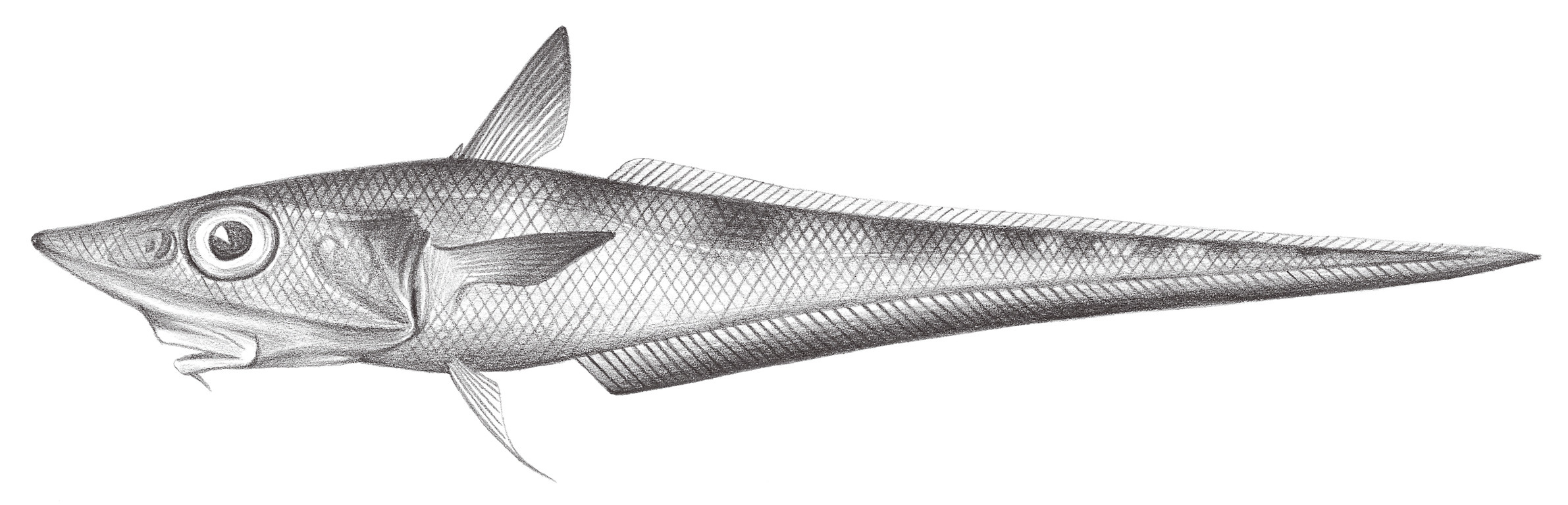 570.	東京腔吻鱈 Caelorinchus tokiensis (Steindachner & Döderlein, 1887)