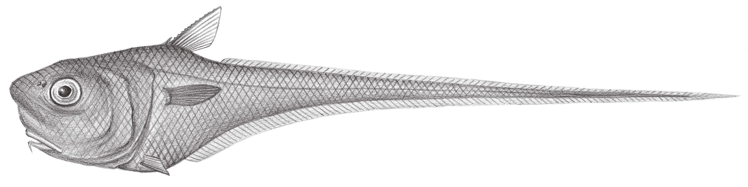 571.	寬吻鯨尾鱈 Cetonurus rubostus Gilbert & Hubbs, 1916