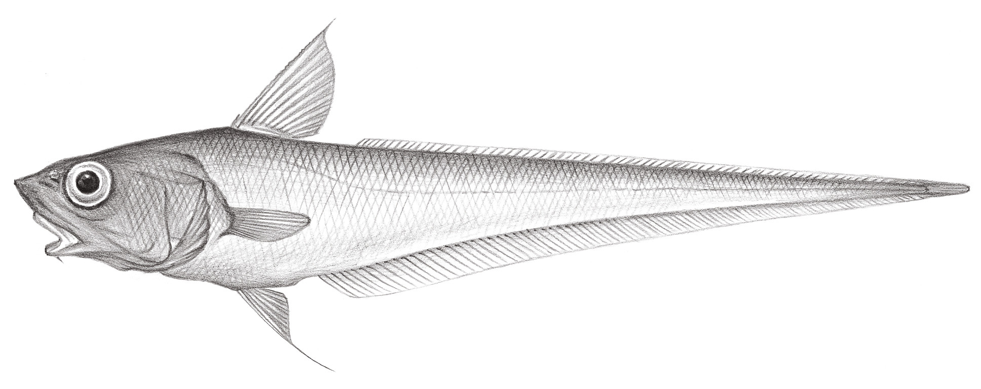 572.	霍氏突吻鱈 Coryphaenoides hoskynii (Alcock, 1890)