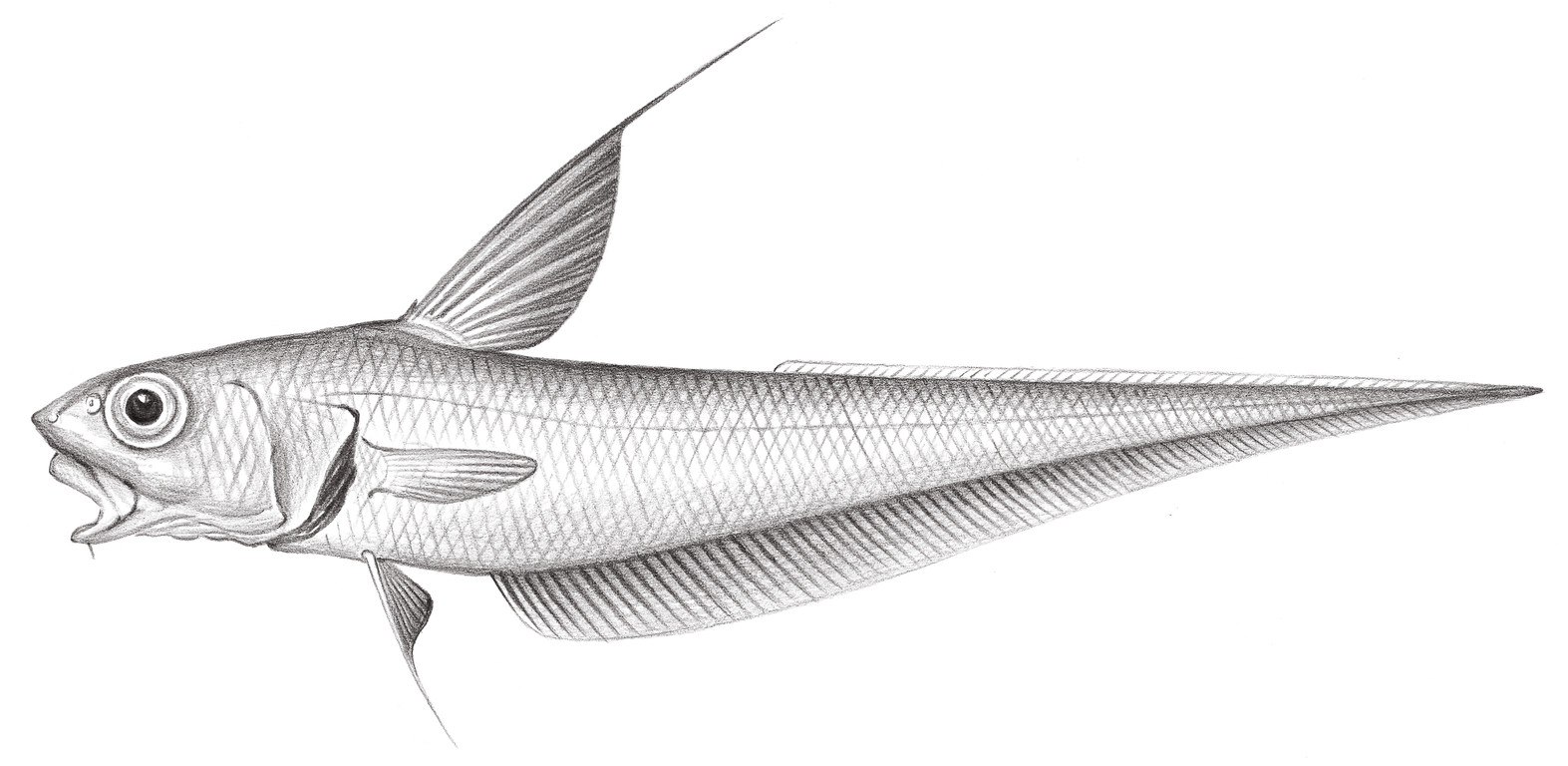 573.	大脊突吻鱈 Coryphaenoides macrolophus (Alcock, 1859)