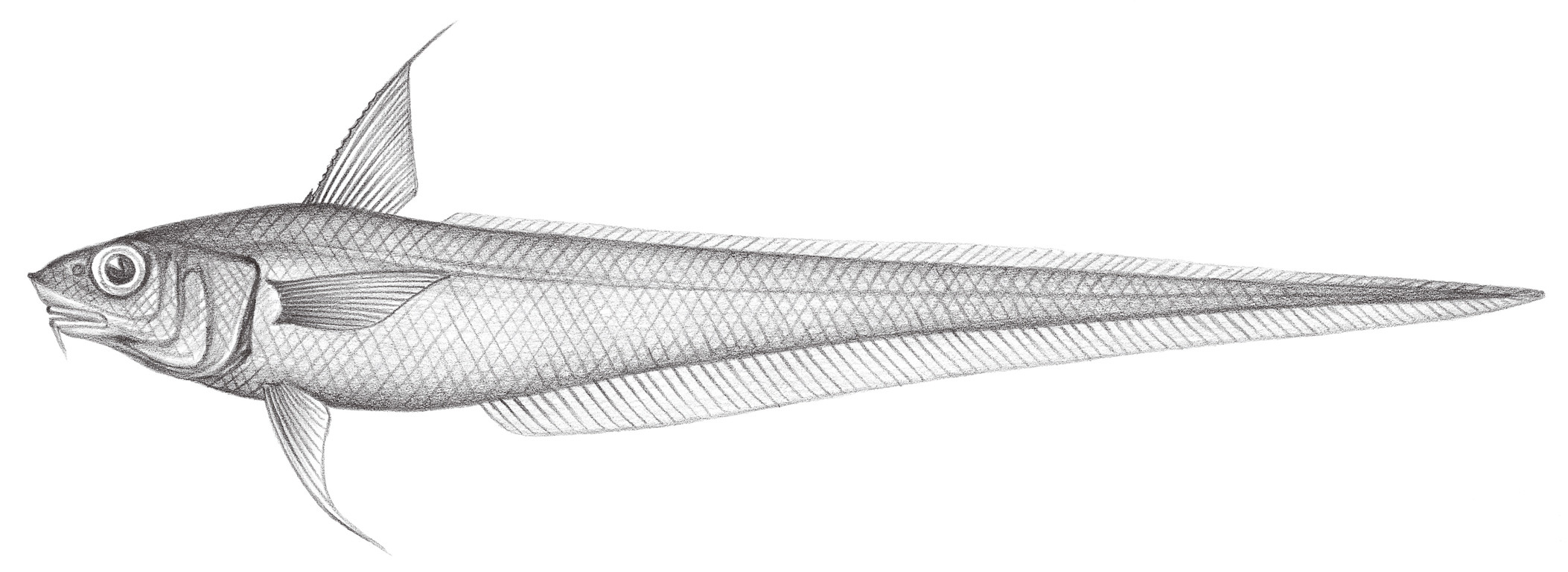 576.	錐鼻突吻鱈 Coryphaenoides nasutus Günther, 1877