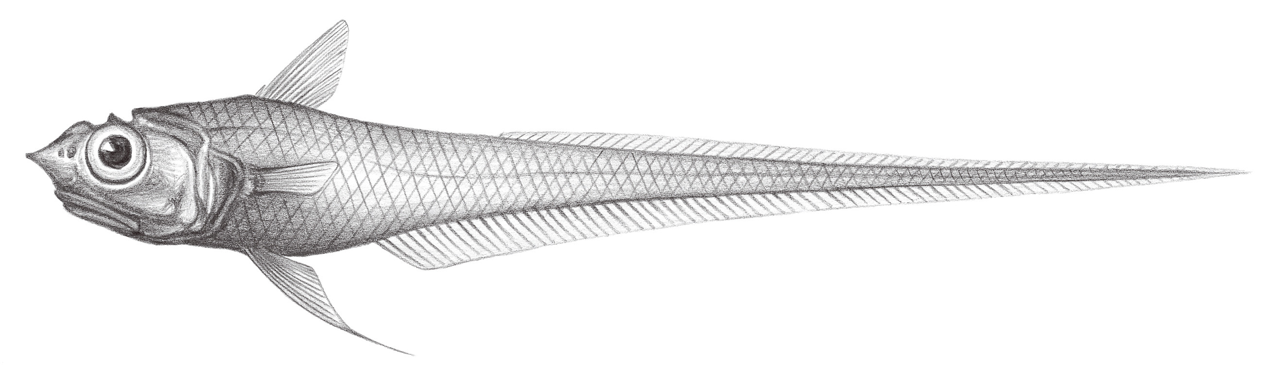 579.	刺吻膜首鱈 Hymenocephalus lethonemus Jordan & Gilbert, 1904
