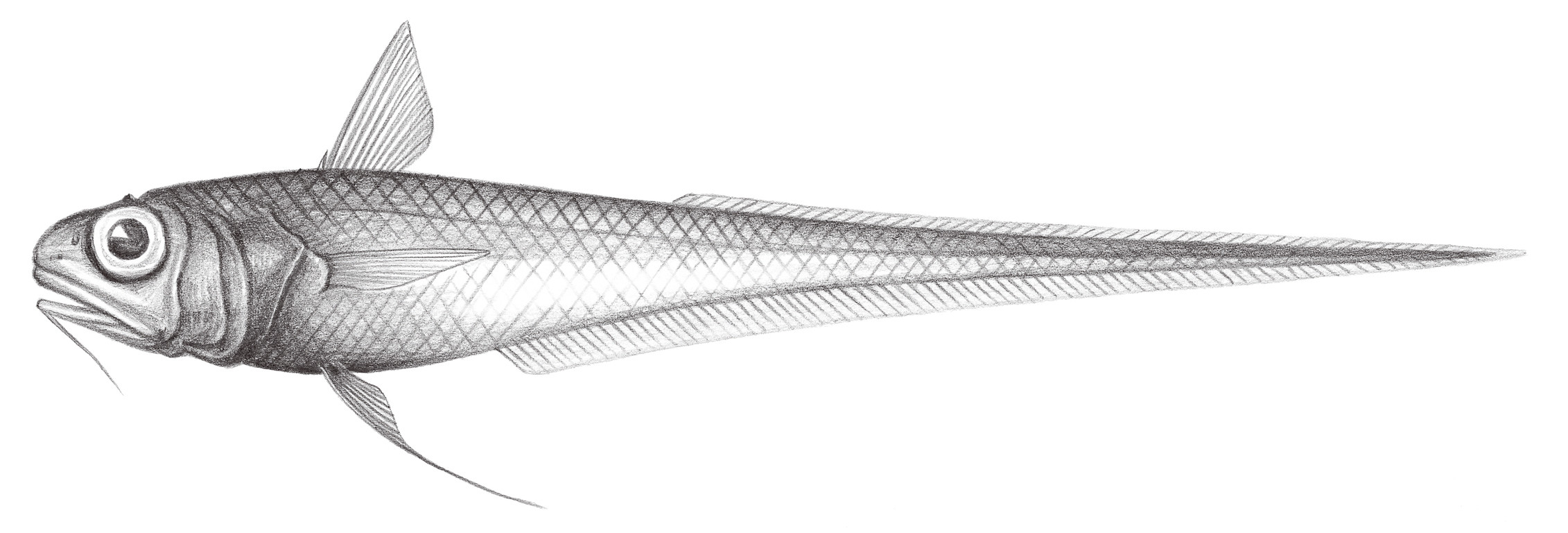 580.	長頭膜首鱈 Hymenocephalus longiceps Smith & Radeliffe, 1912