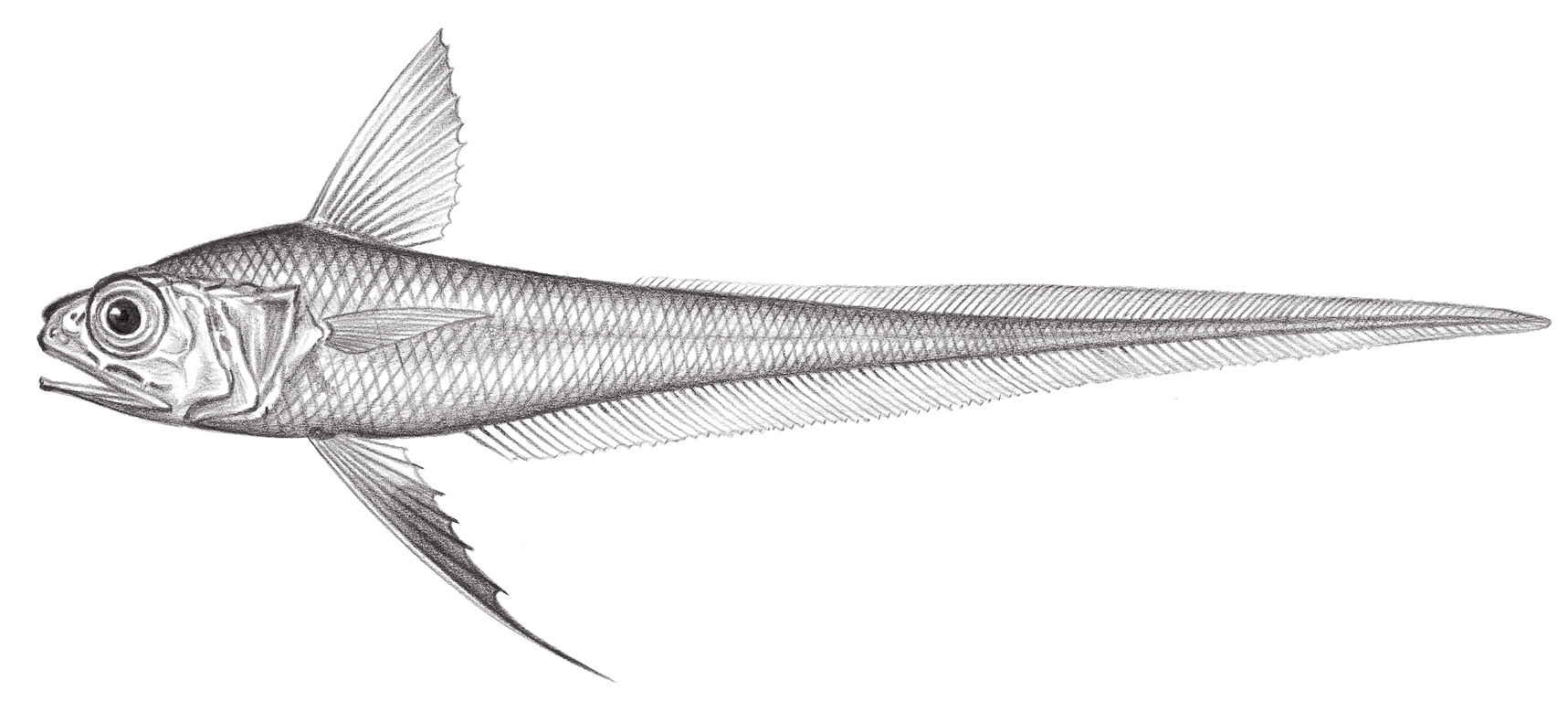 581.	長鰭膜首鱈 Hymenocephalus longipes Smith & Radcliffe, 1912