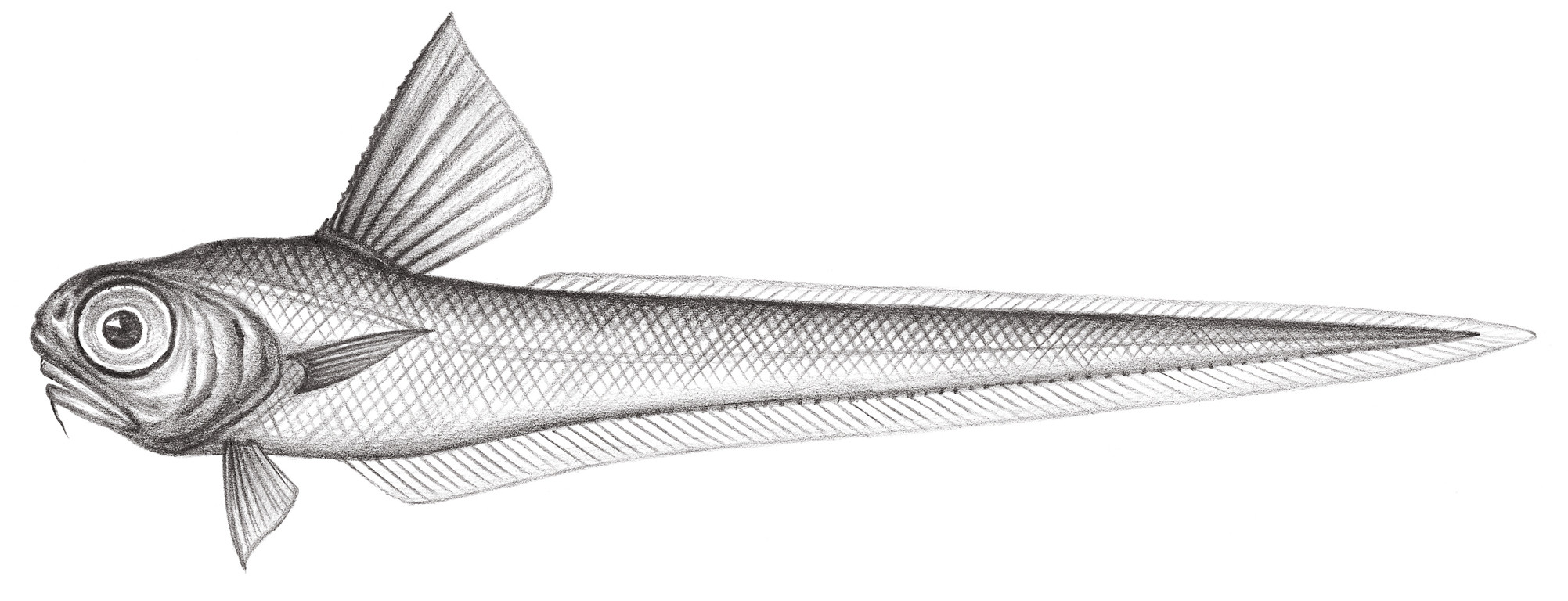 584.	魔燈梭鱈 Lucigadus lucifer (Smith & Radcliffe, 1912)