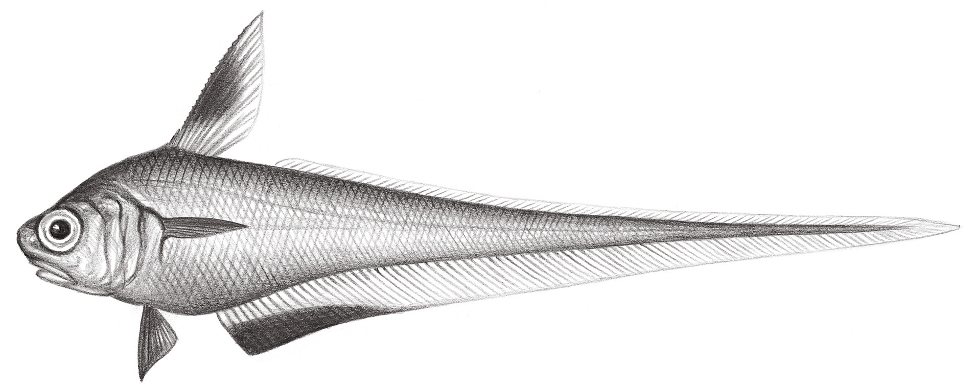 585.	黑緣梭鱈 Lucigadus nigromarginata (Smith & Radcliffe, 1912)
