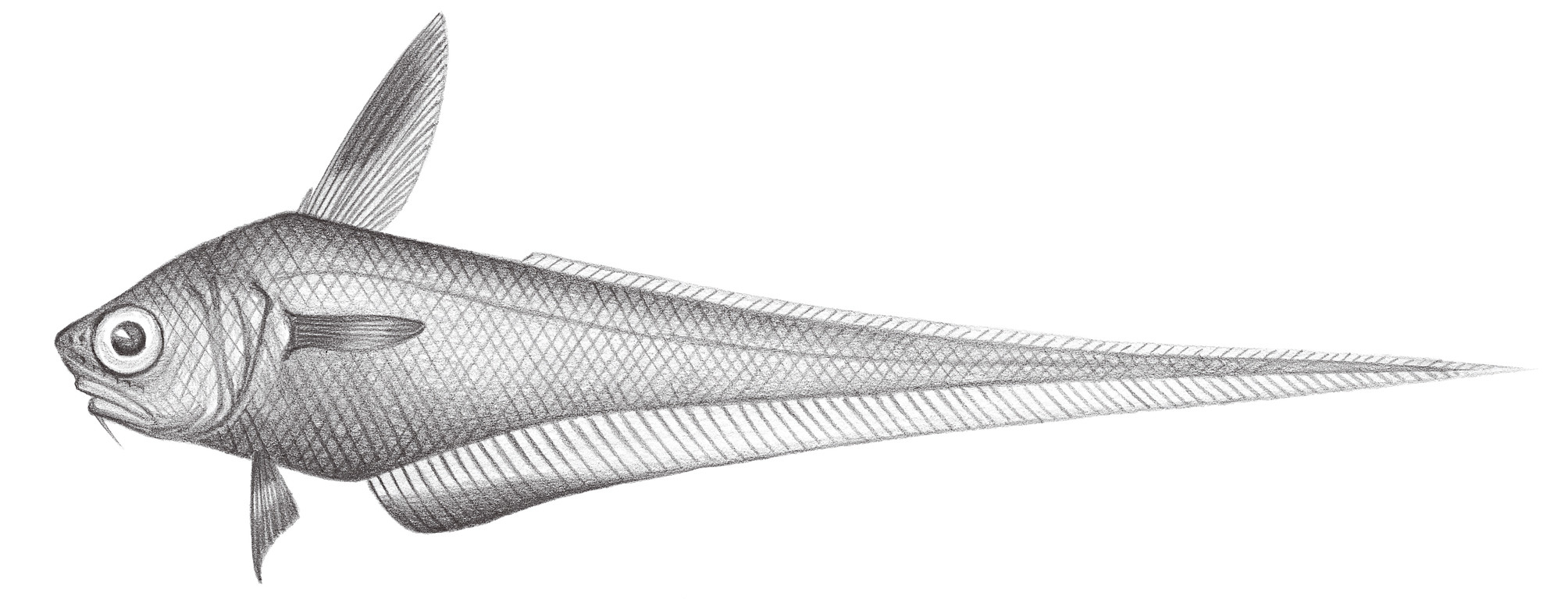 586.	軟頭條鱈 Malacocephalus laevis (Lowe, 1843)