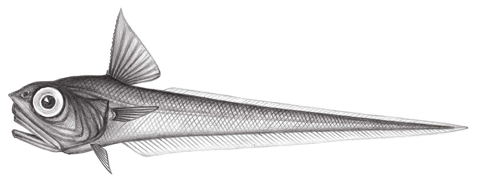 589.	擬鯨尾鱈 Pseudocetonurus setifer Sazonov & Shcherbachev, 1982