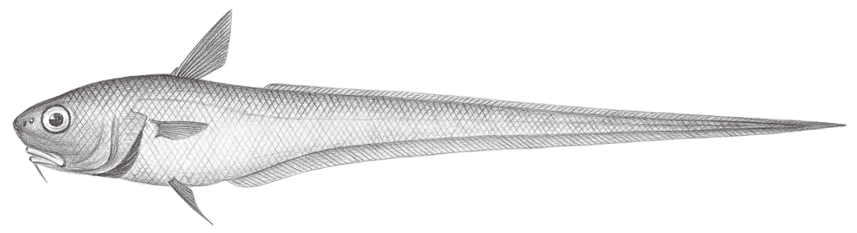 590.	粗尾鱈 Trachonurus villosus (Günther, 1877)