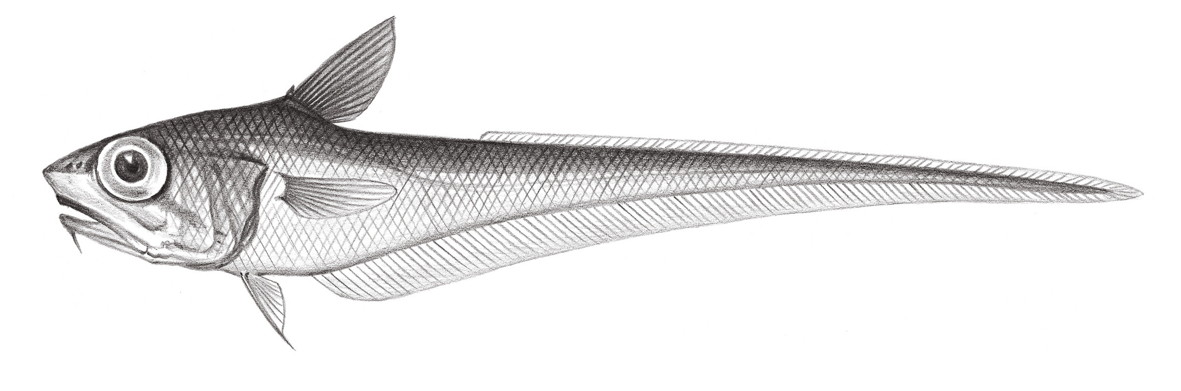 591.	箭齒凹腹鱈 Ventrifossa atherodon (Gilbert & Cramer, 1897)