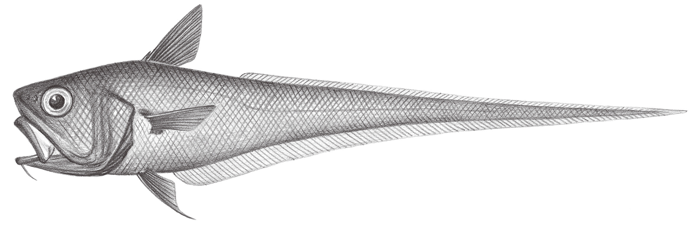596.	大鰭凹腹鱈 Ventrifossa macroptera Okamura, 1982
