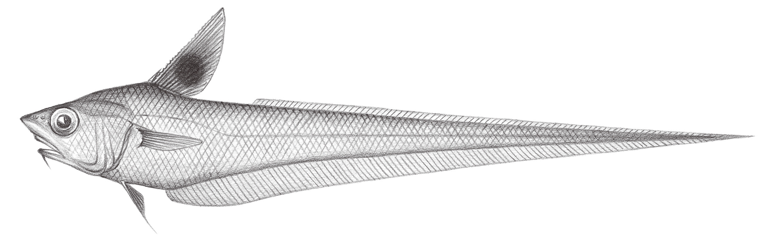 597.	黑背鰭凹腹鱈 Ventrifossa nigrodorsalis Gilbert & Hubbs, 1920