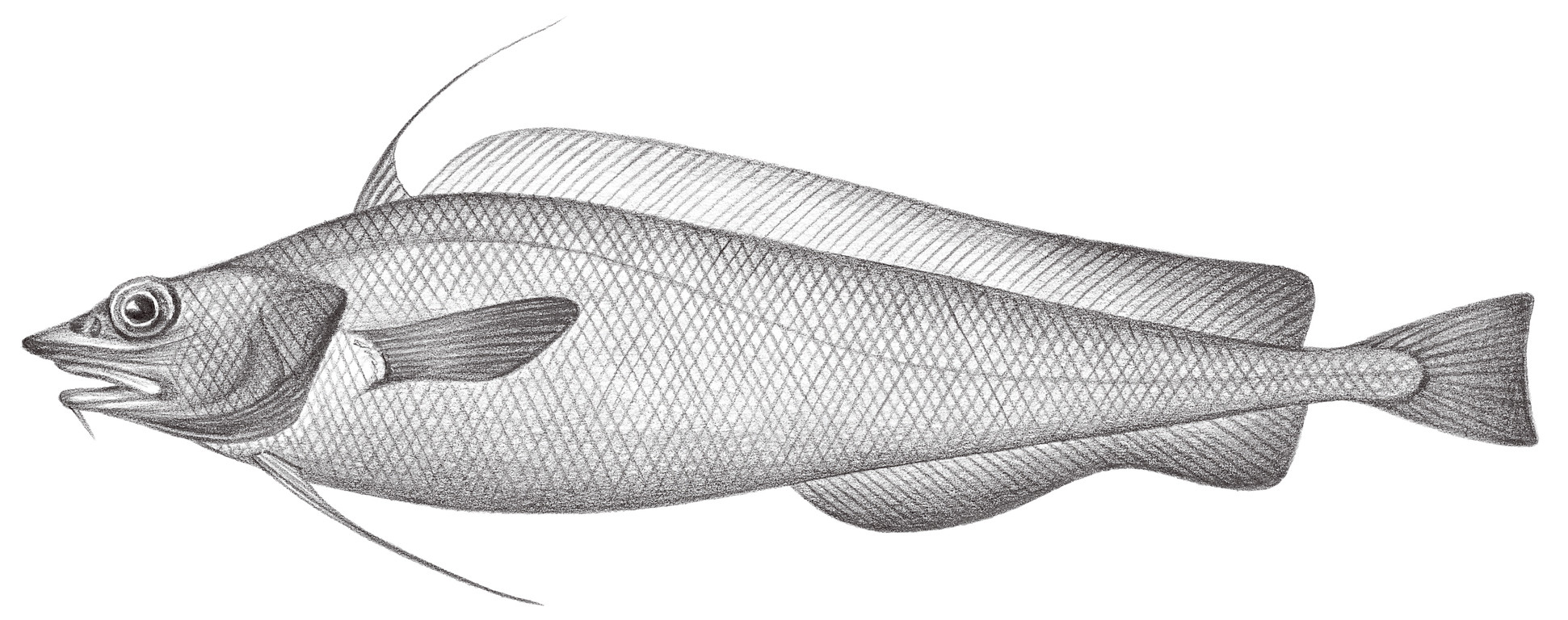 601.	細鱗擬深海鱈 Antimora microlepis Bean, 1890
