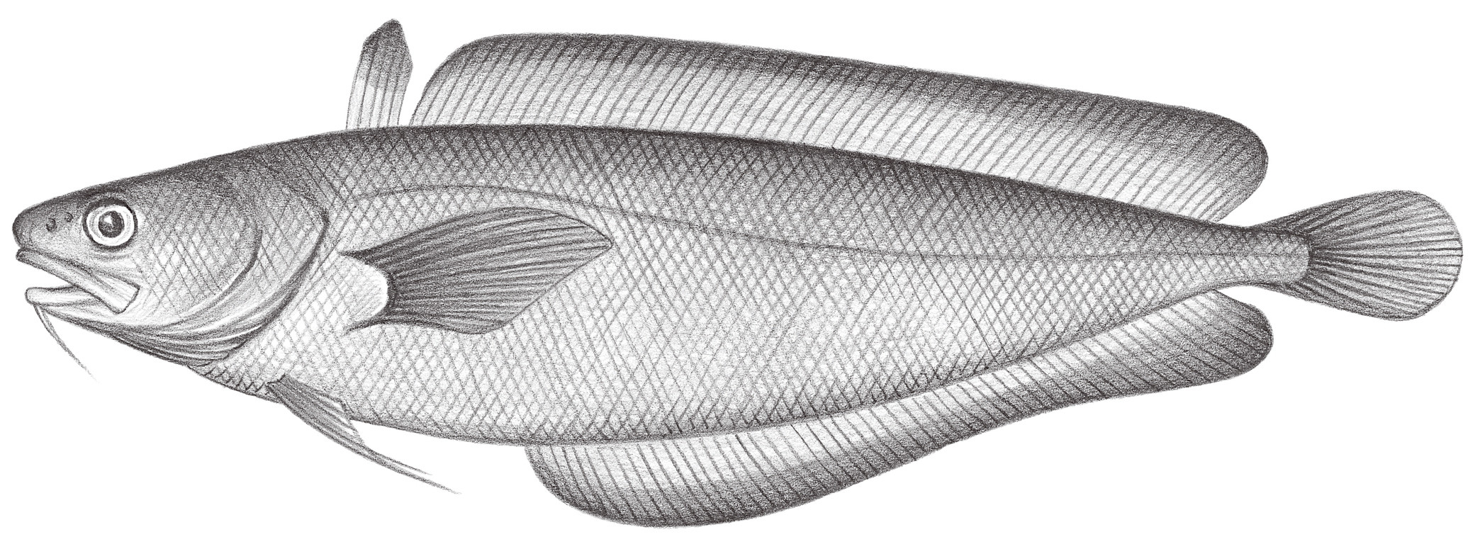 605.	羅鱈 Lotella phycis (Temminck & Schlegel, 1846)