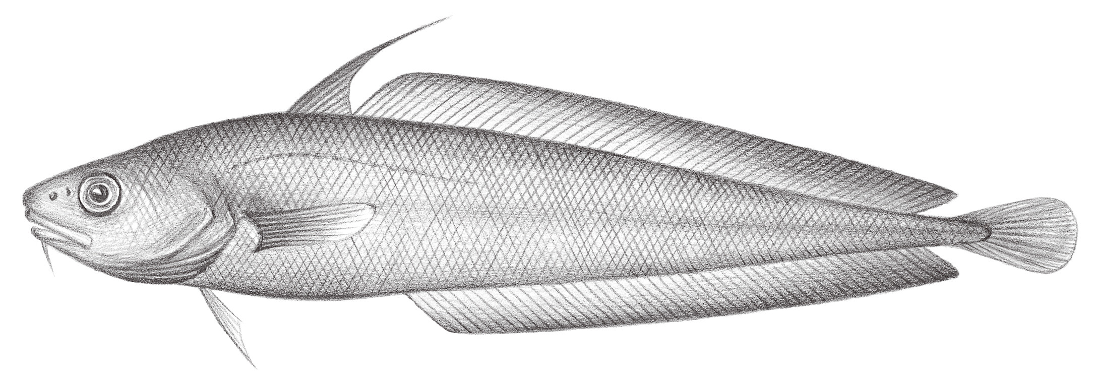 608.	紅小褐鱈 Physiculus roseus Alcock, 1891