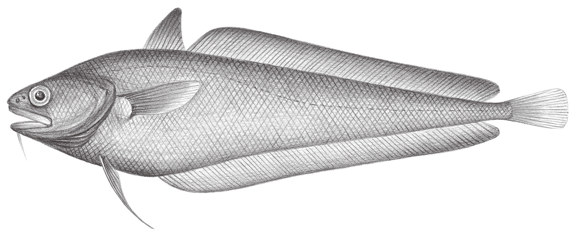 609.	馬氏小褐鱈 Physiculus maximowiczi (Herzenstein, 1896)