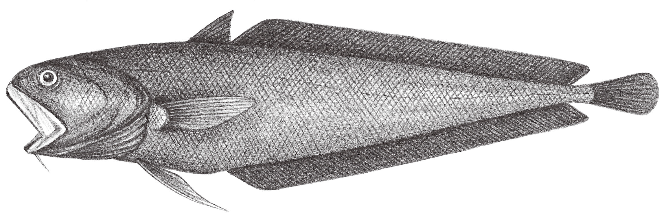 610.	黑鰭小褐鱈 Physiculus nigropinnis Okamura & Amaoka, 1982