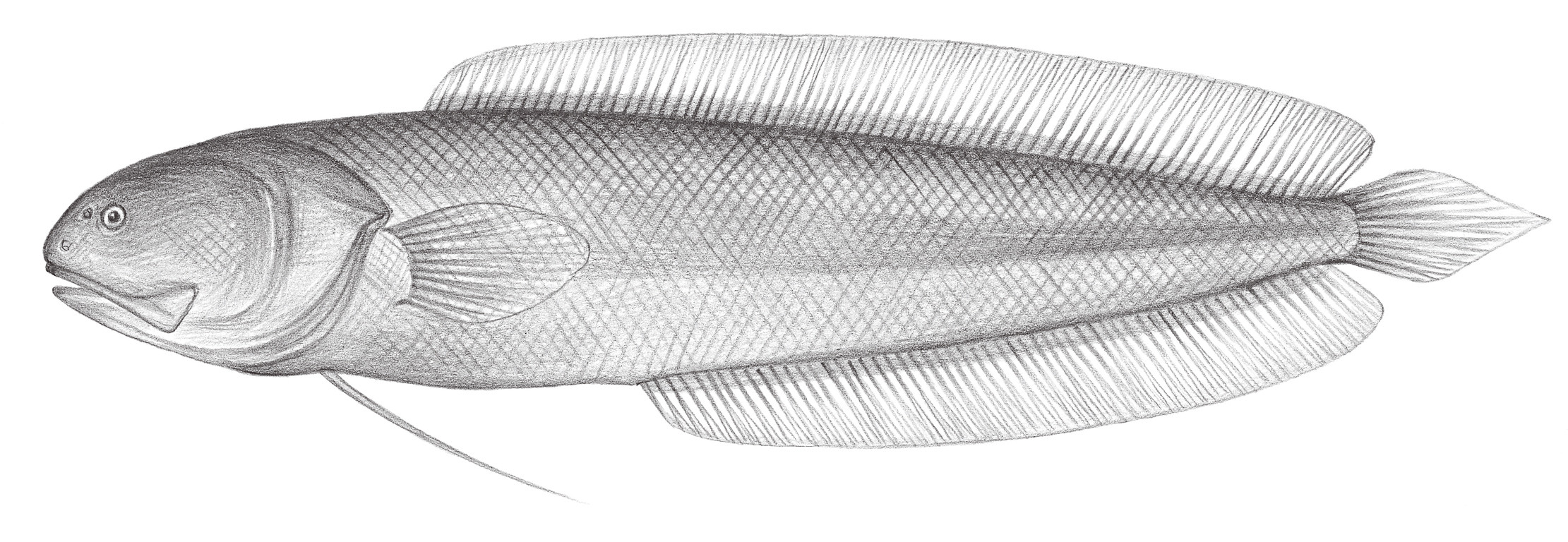 638.	深海鼬魚 Brotulina fusca Fowler, 1946