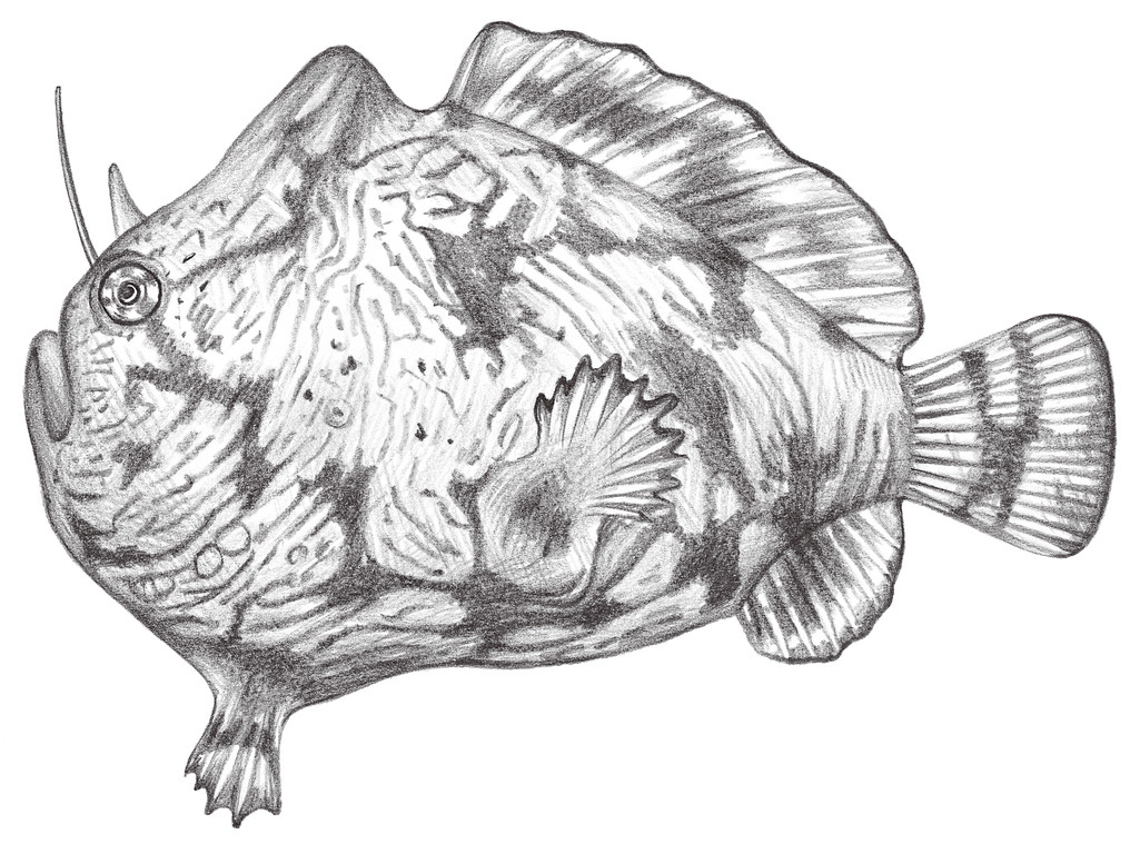 655.	結節躄魚 Antennarius tuberosus (Cuvier, 1817)