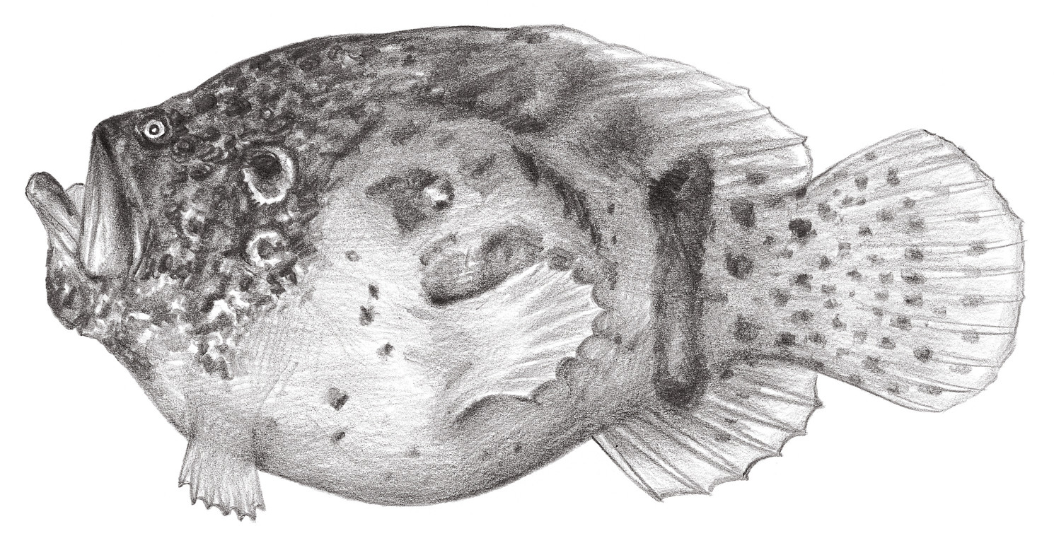 656.	隱棘躄魚 Histiophryne cryptacanthus (Weber, 1913)
