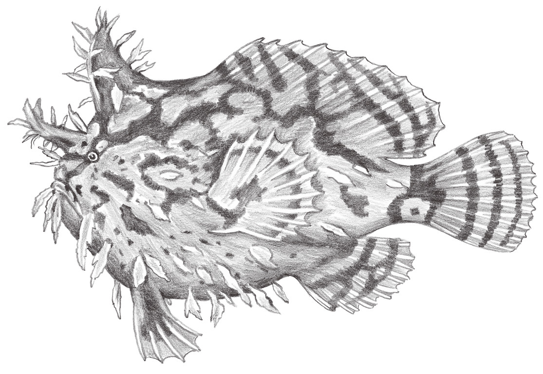 657.	斑紋光躄魚 Histrio histrio (Linnaeus, 1758)