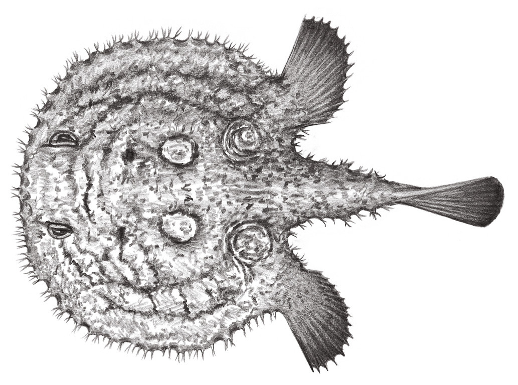 Halieutaea OceanTag 