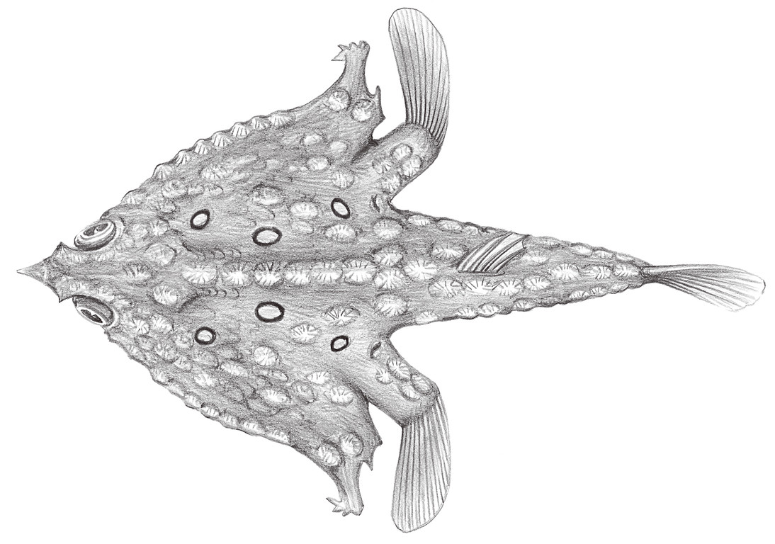 665.	環紋海蝠魚 Malthopsis annulifera Tanaka, 1908