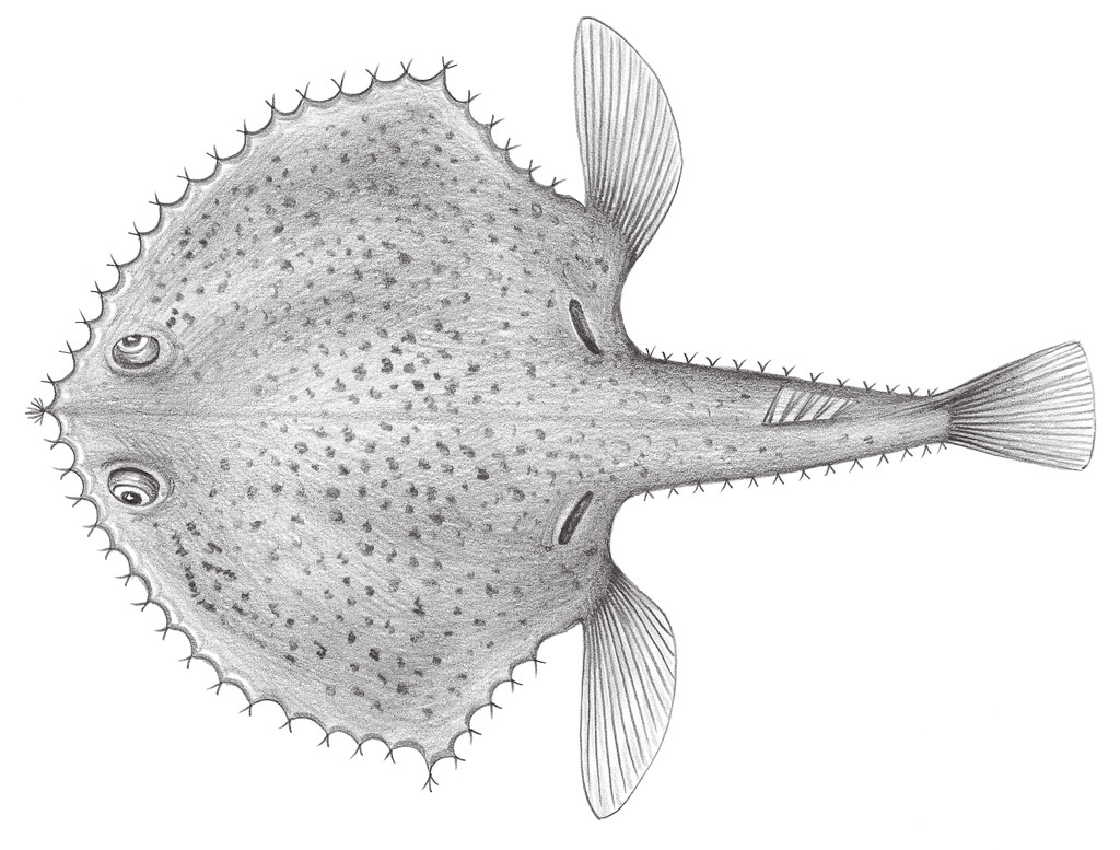 668.	星點長鰭蝠 Solocisquama stellulatus (Gilbert, 1905)