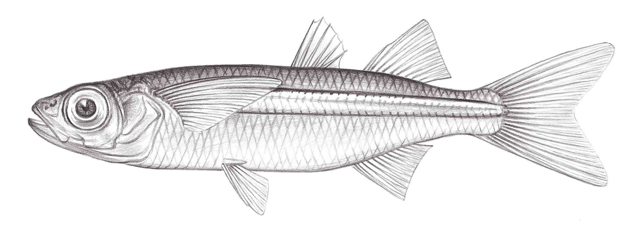 701.	南洋諾摩銀漢魚 Atherinomorus lacunosus (Bloch & Schneider, 1801)
