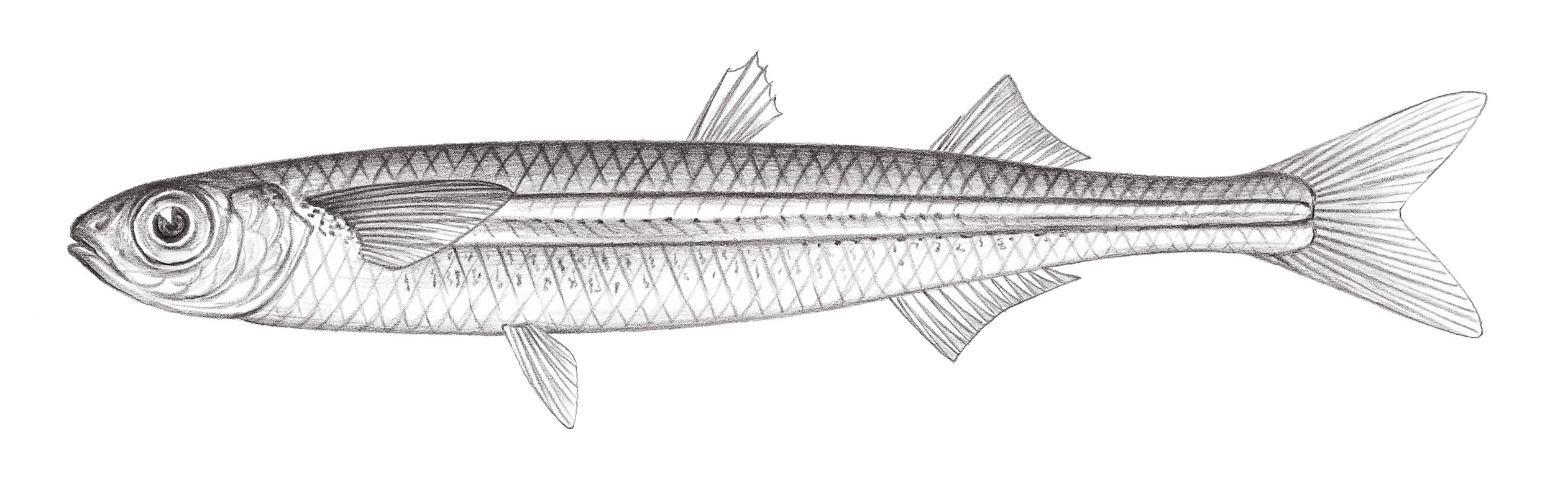 703.	下銀漢魚 Hypoatherina tsurugae (Jordan & Starks, 1901)