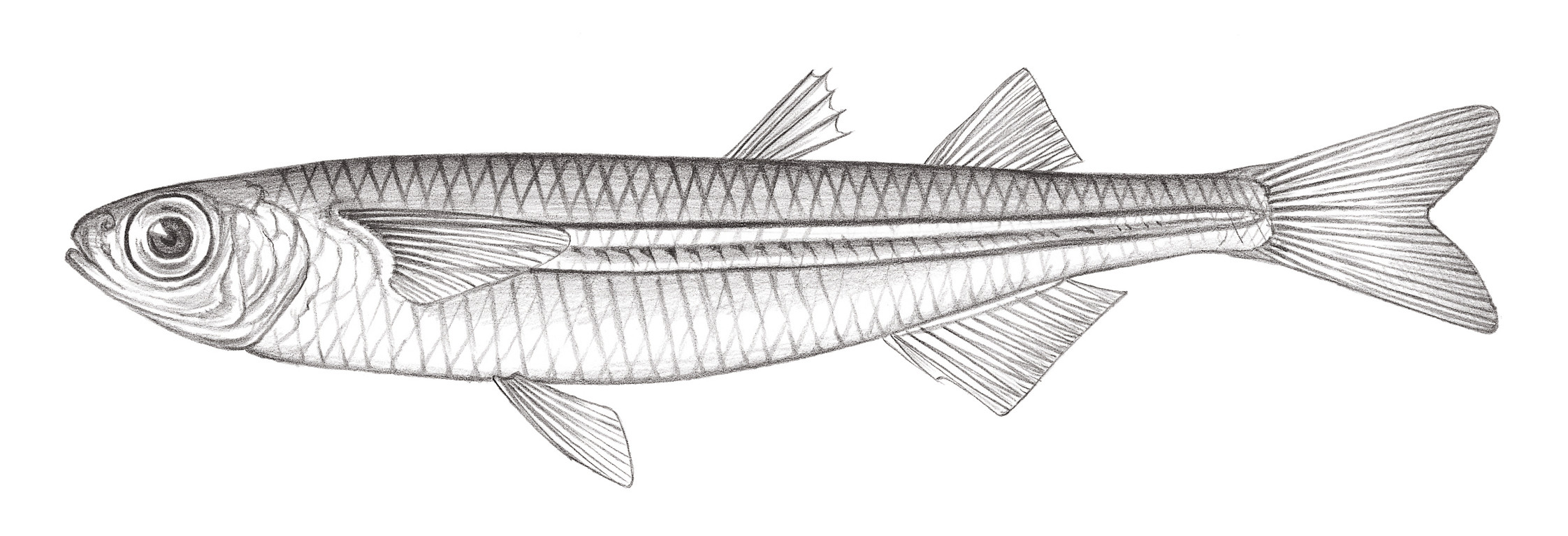 704.	凡氏下銀漢魚 Hypoatherina valenciennei (Bleeker, 1853)