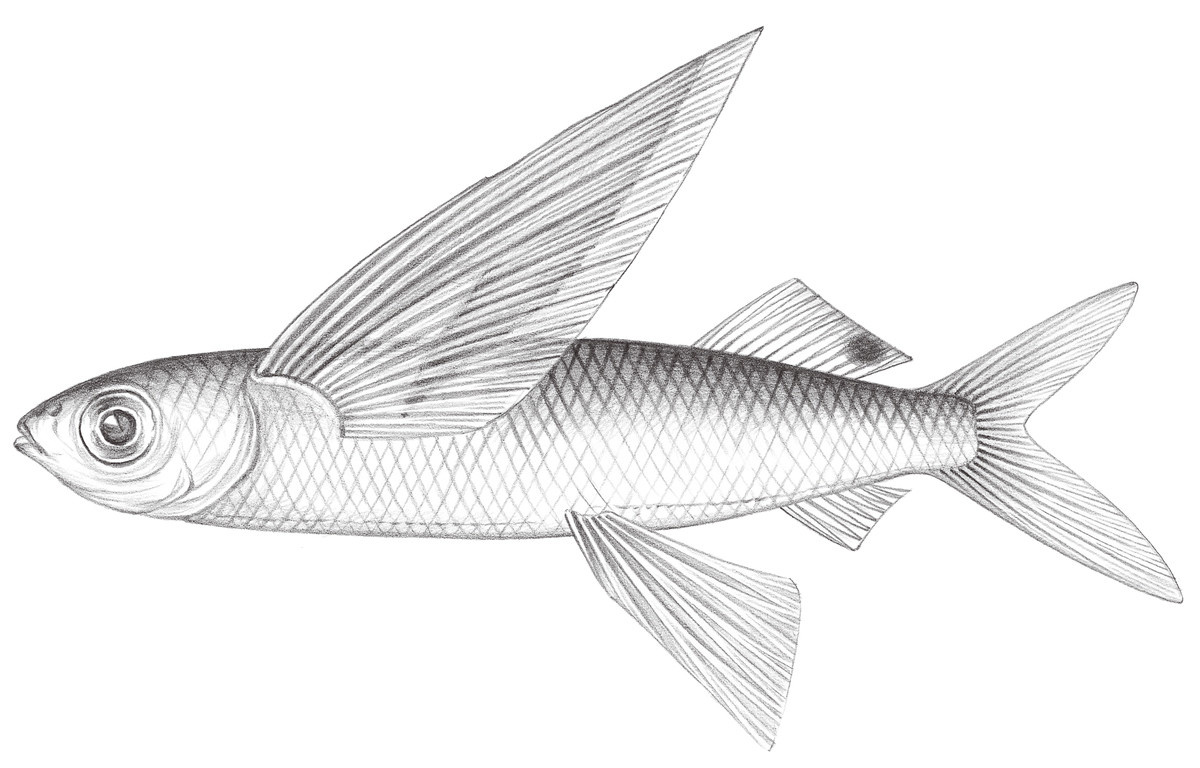 710.	弓頭鬚唇飛魚 Cheilopogon arcticeps (Günther, 1866)
