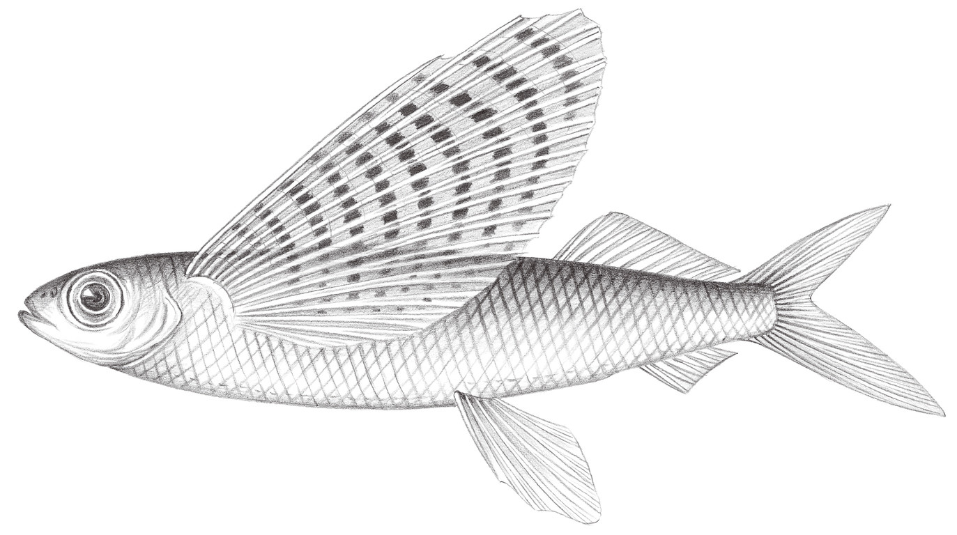 719.	花鰭燕鰩魚 Cypselurus poecilopterus (Valenciennes, 1846)