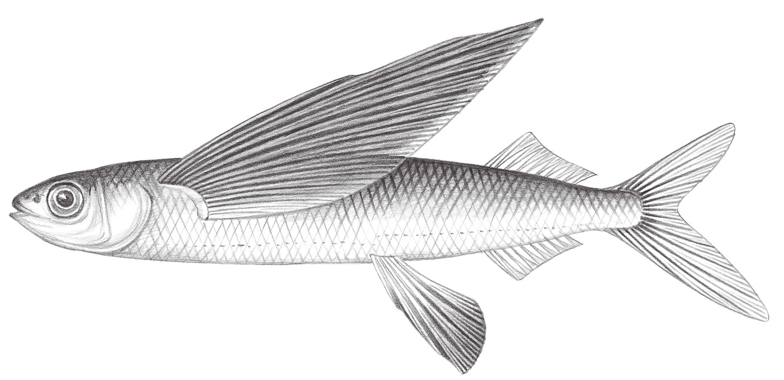 722.	尖頭文鰩魚 Hirundichthys oxycephalus (Bleeker, 1852)