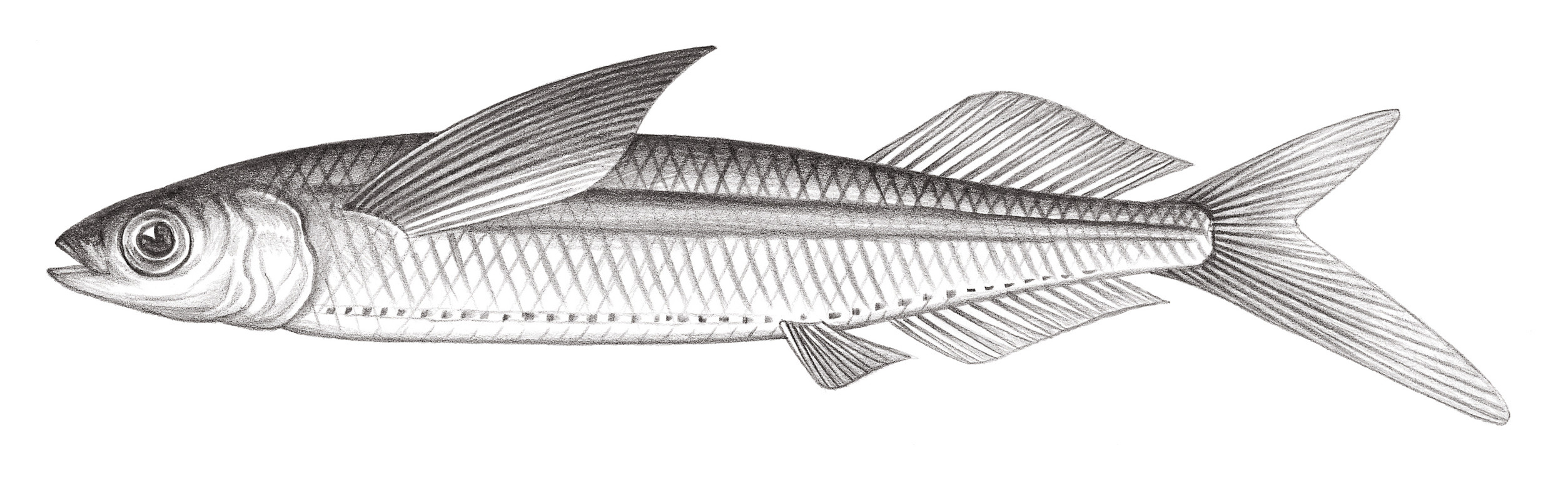 739.	白鰭飛鱵 Oxyporhamphus micropterus micropterus (Valenciennes, 1847)