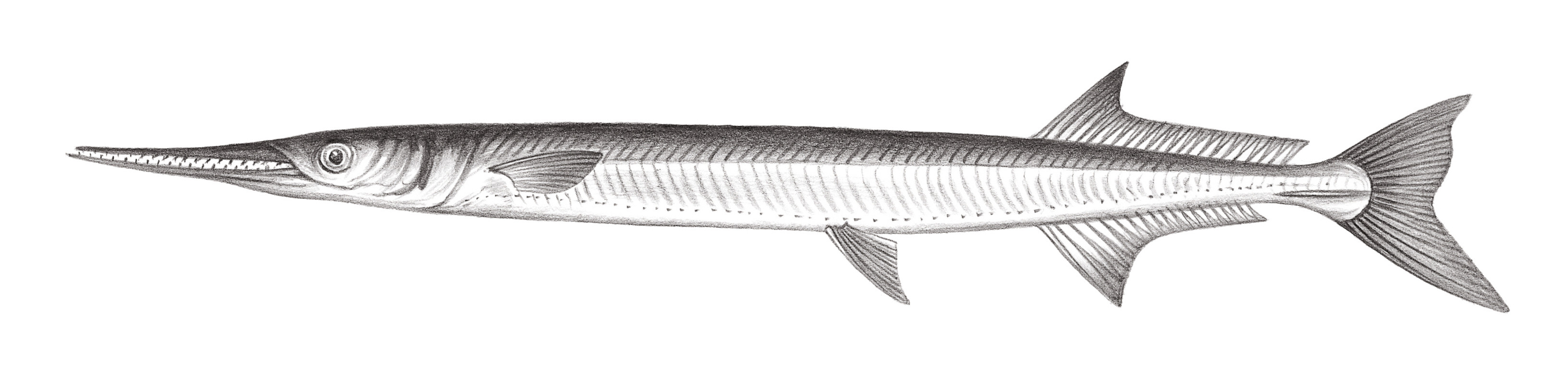 749.	鱷形圓頜針魚 Tylosurus crocodilus crocodilus (Péron & Le Sueur, 1821)