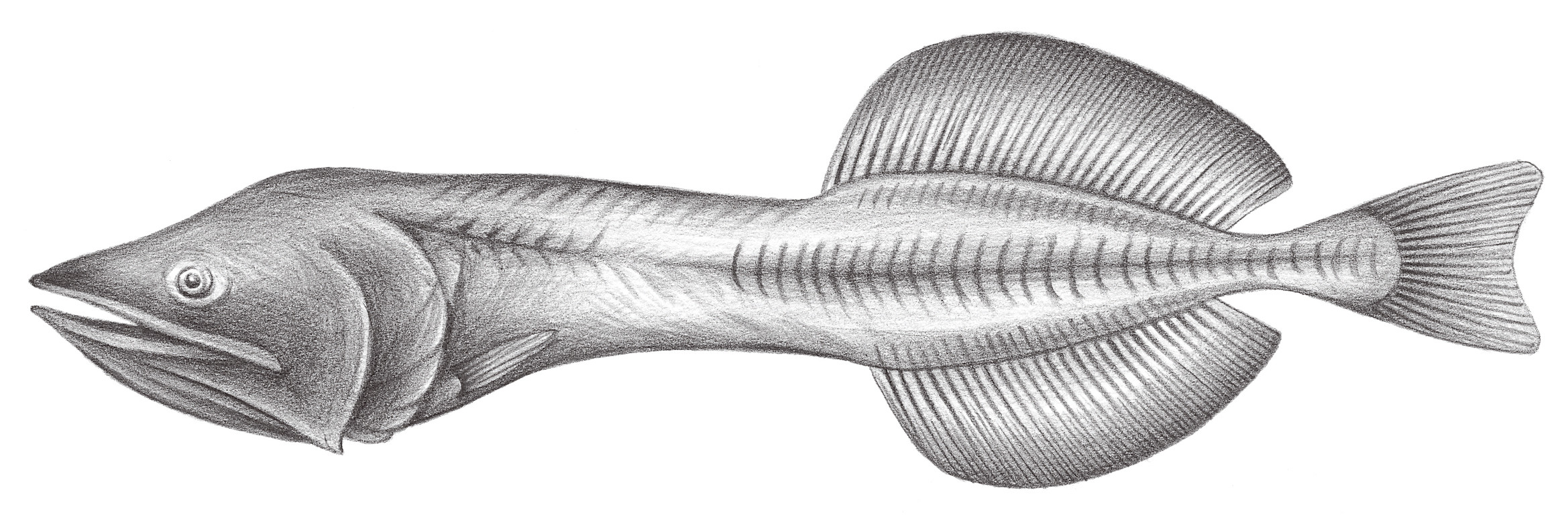 758.	擬鯨口魚 Cetostoma regani Zugmayer, 1914