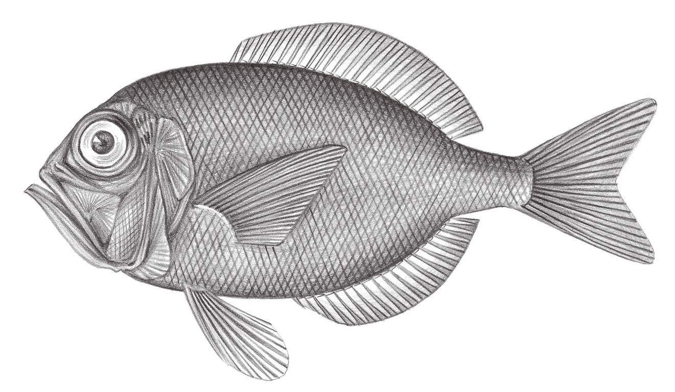 759.	黑銀眼鯛 Diretmoides argenteus Johnson, 1864