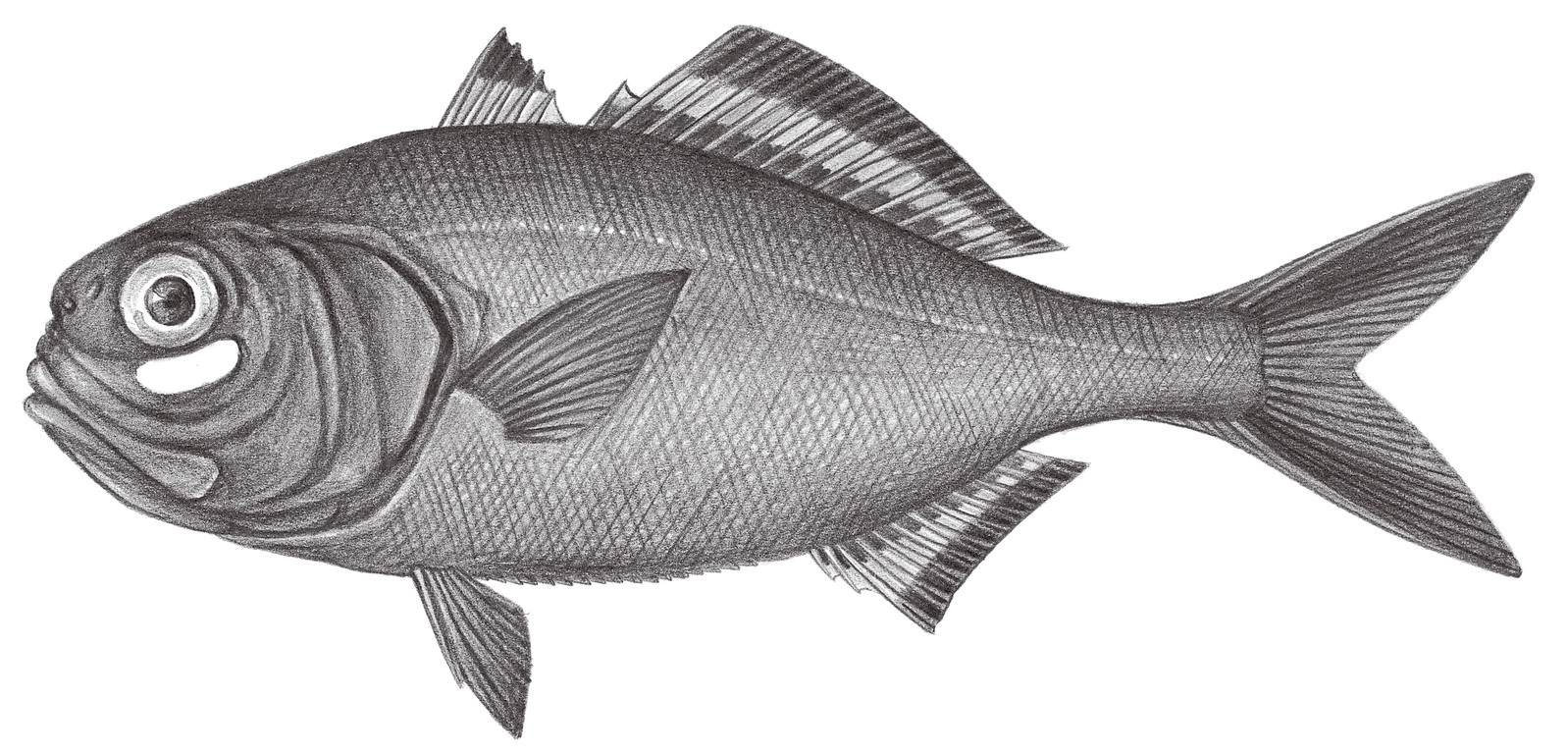 761.	燈眼魚 Anomalops katoptron (Bleeker, 1856)