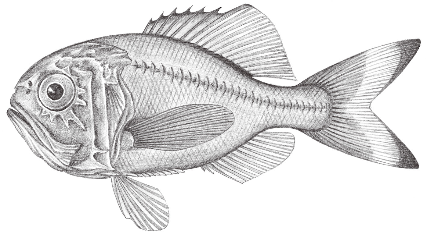 765.	日本胸棘鯛 Hoplostethus japonicus Hilgenderf, 1879