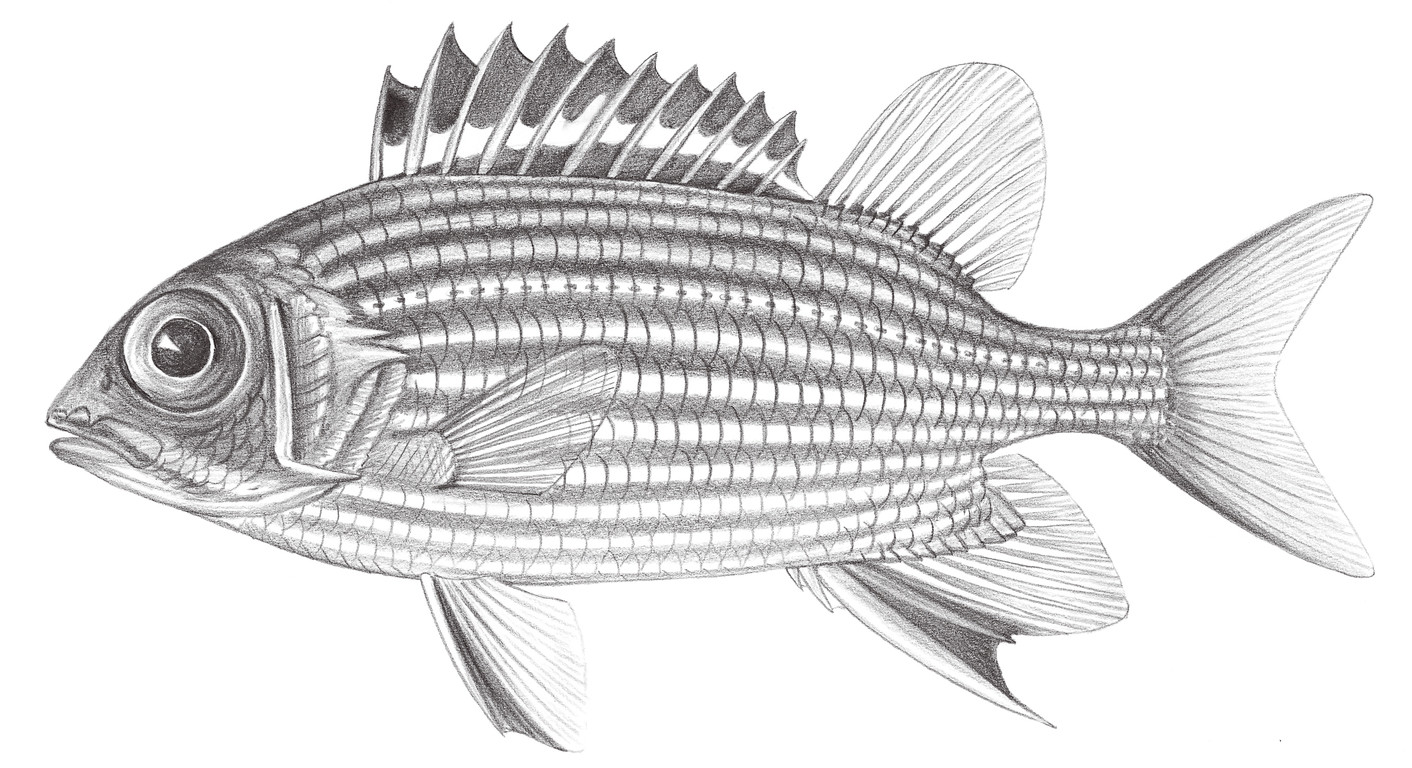 780.	銀帶棘鱗魚 Sargocentron ittodai (Jordan & Fowler, 1903)