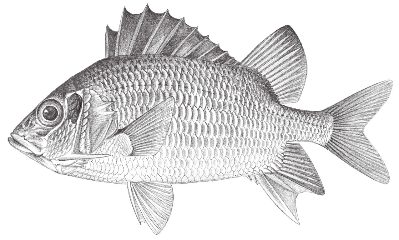785.	尖吻棘鱗魚 Sargocentron spiniferum (Forsskål, 1775)
