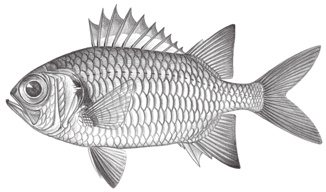 795.	白邊鋸鱗魚 Myripristis murdjan (Forsskål, 1775)