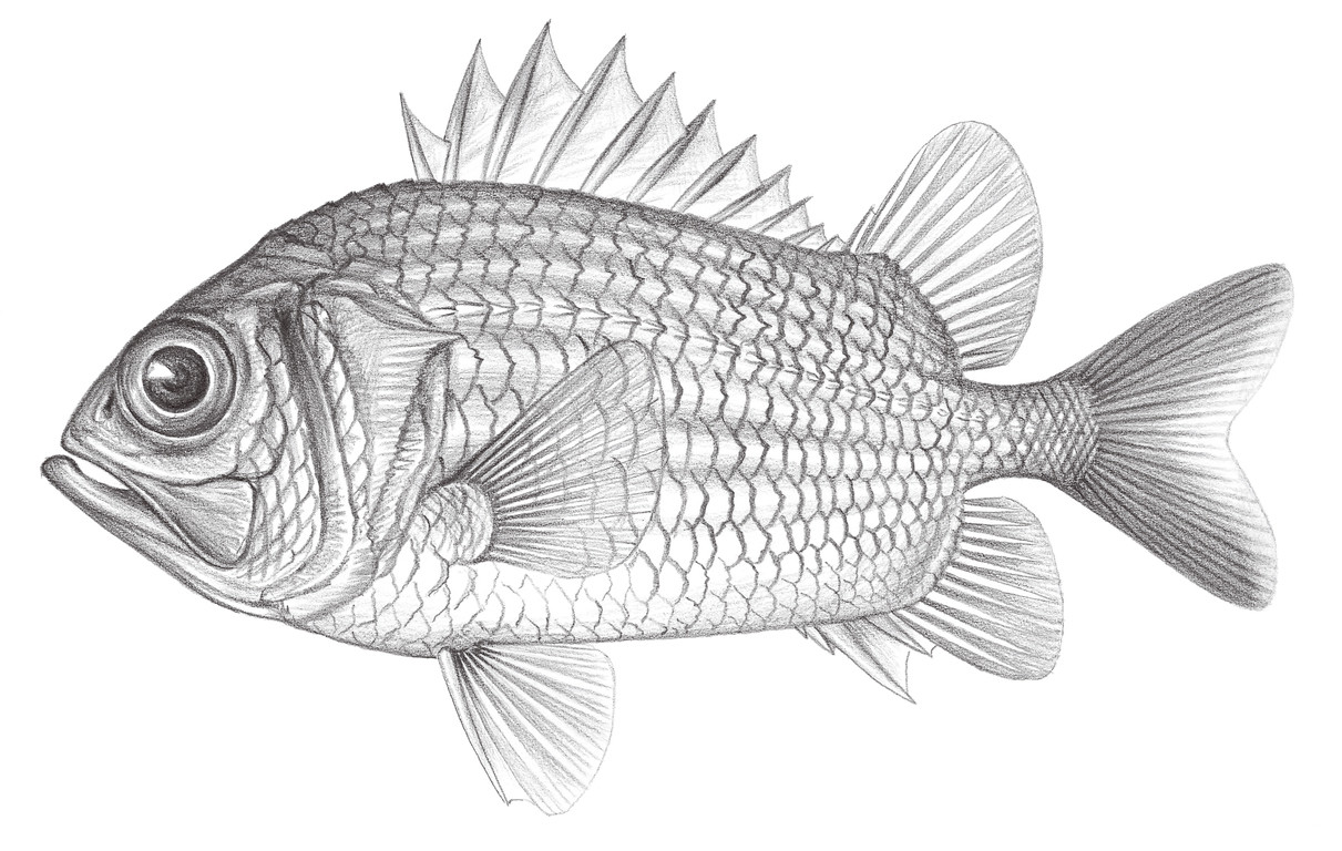 801.	深海骨鰃魚 Ostichthys kaianus (Günther, 1880)