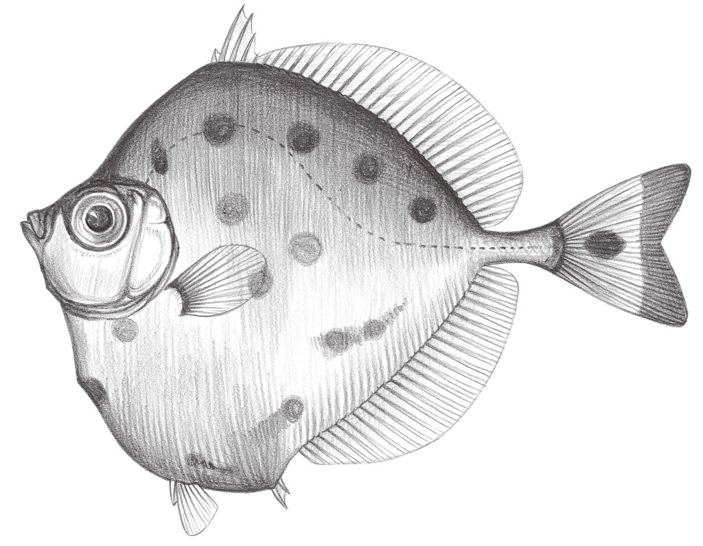 806.	菱的鯛 Xenolepidichthys dalgleishi Gilchrist, 1922