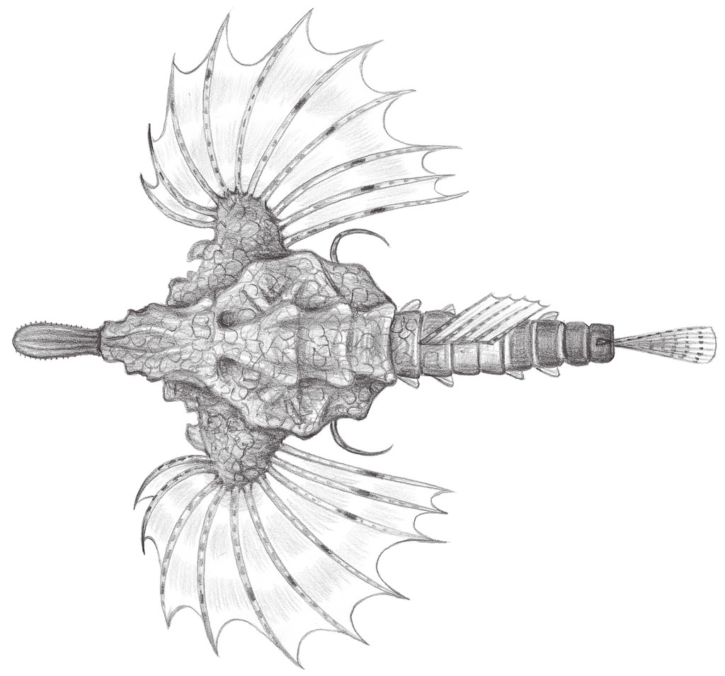 812.	寬海蛾魚 Eurypegasus draconis (Linnaeus, 1766)