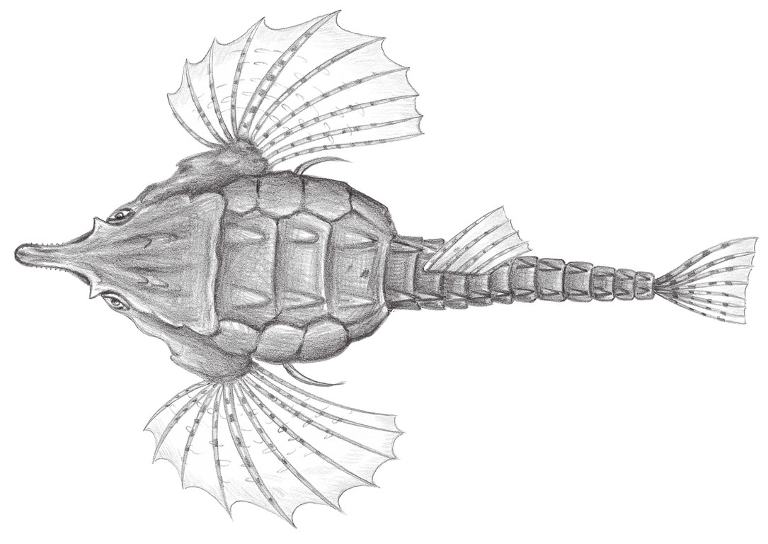 813.	短海蛾魚 Pegasus laternarius Cuvier, 1816
