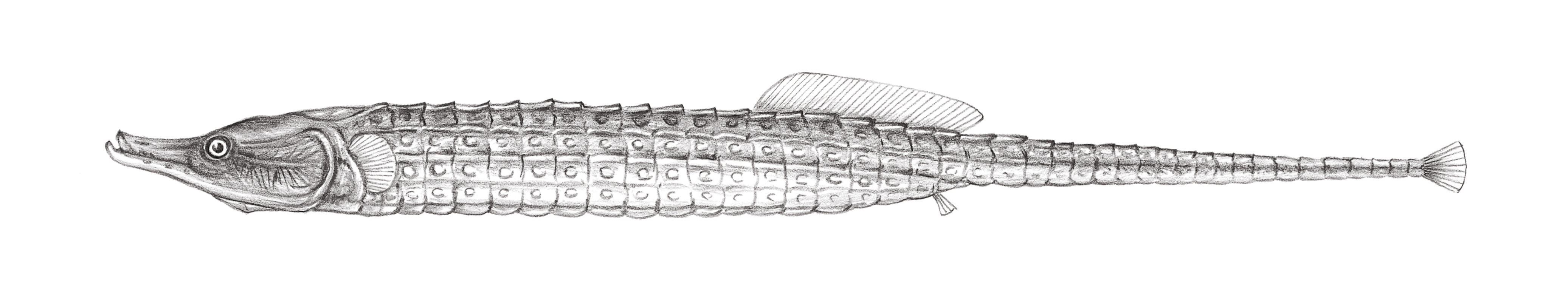 818.	彫紋海龍 Coeroichthys sculptus (Günther, 1870)