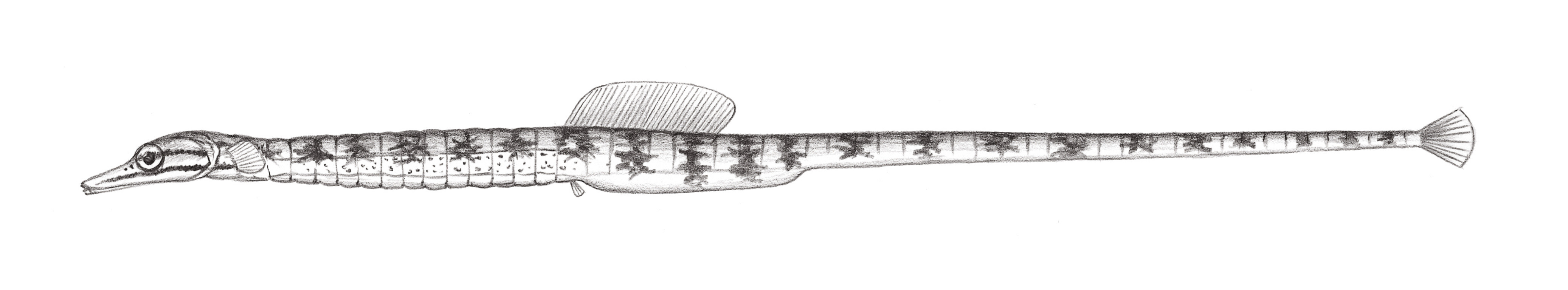 819.	黃帶冠海龍 Corythoichthys flavofasciatus (Rüppell, 1838)